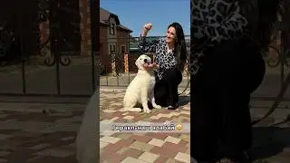 Новый член нашей семьи - белый алабай Геракл #собака #алабайвидео #алабаи