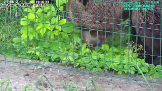 Уникальные кадры, как медведь Мансур собирает землянику.