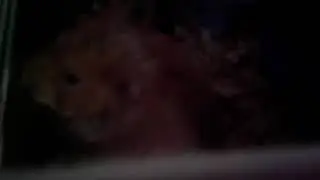 Meu hamster Teodor,alvin