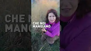 Come COLTIVARE gli ASPARAGI