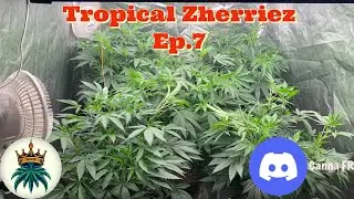 Tropical Zherriez Ep.7