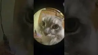 АНТОХА ПАТИМЕЙКЕР! 🕺🪩 #котантоха весёлый кот