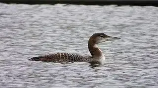Great Northern Diver at Long Eaton Spring Lakes, 18/12/2023