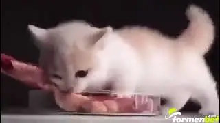 Sesi full açın