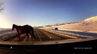 ЛОШАДИ НА ТРАССЕ