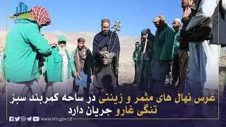 د تنګي غارو د زرغون کمربند په سیمه کې د میوه لرونکو نیالګیو او زنیتي بوټو د کېنولو چارې روانې دي