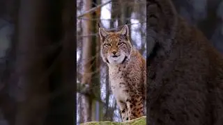 Quer um GATINHO DESSE ☠️😐 #edit #funny #animals #naturezaselvagem