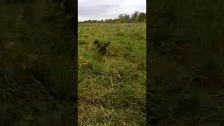 Отдых в Подмосковье. Охота на фазана.