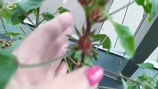 Чай Каркаде  - результат!!!!!