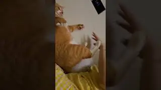 Boss Cat