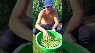 Pea Beds. Experimented for three years.