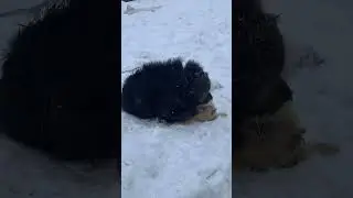 Тибетский мастиф Балу покоритель капусты