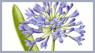 Agapanthus painting progress