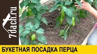 Букетная посадка перца: результаты эксперимента - 7 дач