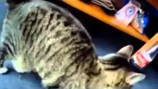 Кошки приколы кошки разговаривают