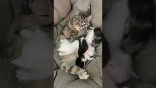Спасение котят .2 эпизод #котята #котики #спастижизнь