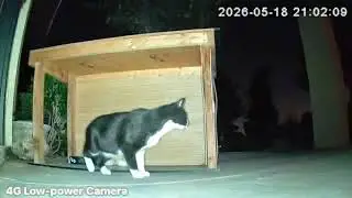 Cruelty against cats on W Paradise Ln 05/18/26 