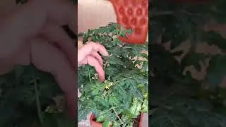 Что лучше   #органика или #химия