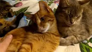 Папа Мама и дети в уютной компании.🏡🐯😾🐅🌨️