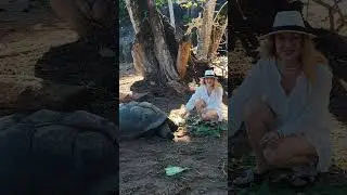 Сейшельские черепахи