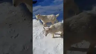 Мои козлятки