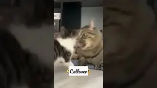 #viralshorts #cat #comedy #cute #cats