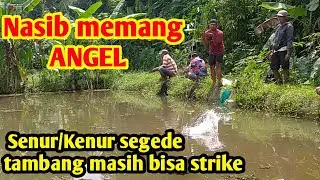 NASIB MEMANG ANGEL Senur/kenur segede tambang masih bisa strike mancing borongan Rp.2,1 JT