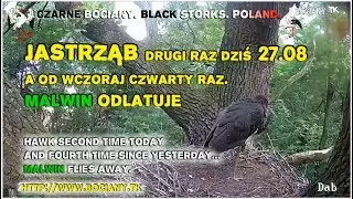 Hawk 2 time today (27.08) and 4 time since yesterday. Black Stork Poland 2017