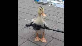 Как я с друзьями в Duck Game катал
