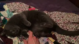 Nice kitty...