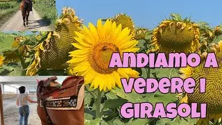 VLOG - GIORNATA ESTIVA IN MANEGGIO: ANDIAMO A VEDERE I GIRASOLI!!