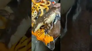 animal world # animal lover