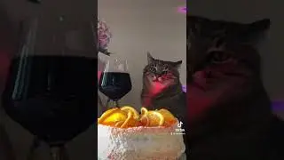 Кот Степан после трудового дня