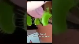 Что будет если засунуть  язык 😛 в Мухоловку