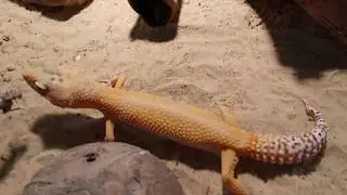 Пятнистый эублефар Eublepharis macularius