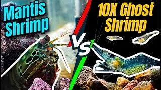 Mantis Shrimp VS 10 Shrimps!! (INTENSE BATTLE)