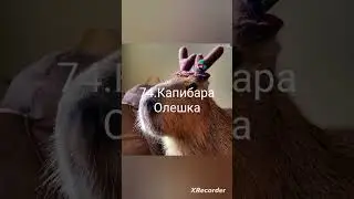 Коллекция капибар #8(особые)