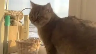 Моя кошка и 21 марта!