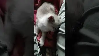 Прежде, чем мы его приютили, этот котик остался на улице совсем один #cat #youtube #kitten #catlover