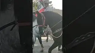 The 39th Annual Holiday Parade & Festival #parade #chatsworth 🐎🐴