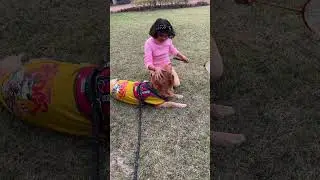 The Golden retriever in playing mood #goldenretiever #dog #doglover #goldendog #goldenretriever