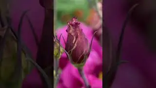 Чи знаєте ви ? що Еустома це лізіантус, французька троянда, троянда японська, ірландська троянда ...