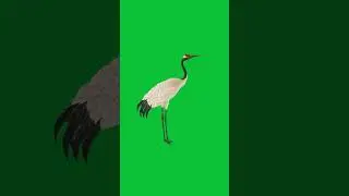 Swan Green Screen
