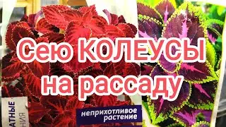 Сею КОЛЕУСЫ на рассаду в первый раз. Посмотрим, что из этого получится😃 