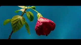 Thy Catafalque - Zúzmara (Fan Made Video)