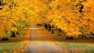 Golden Autumn