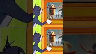 MÈO TÔM HÀI HƯỚC, FUNNY TOM AND SO CUTE