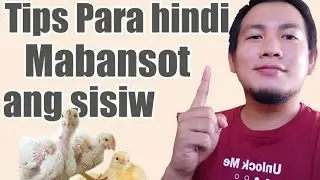 Tips Paano Makakaiwas sa Sakit at Pagka Bansot ng Alaga Nating Sisiw