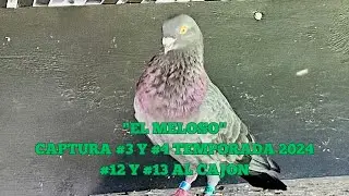 El Meloso captura 2 palomas durante 4 días, un palomo buchón joven y un pichón de sata disfruten