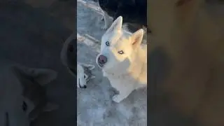 У хвостика нет настроения